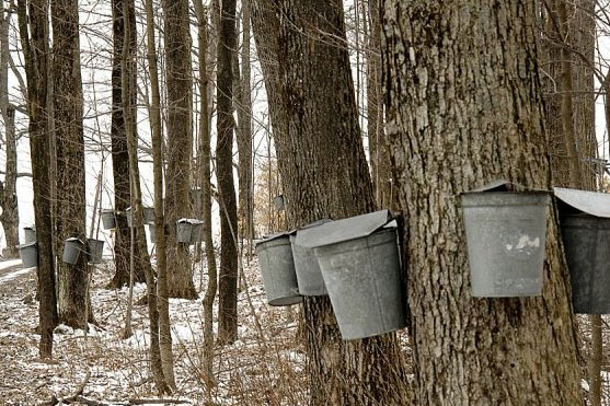 maple trees tapped with buckets