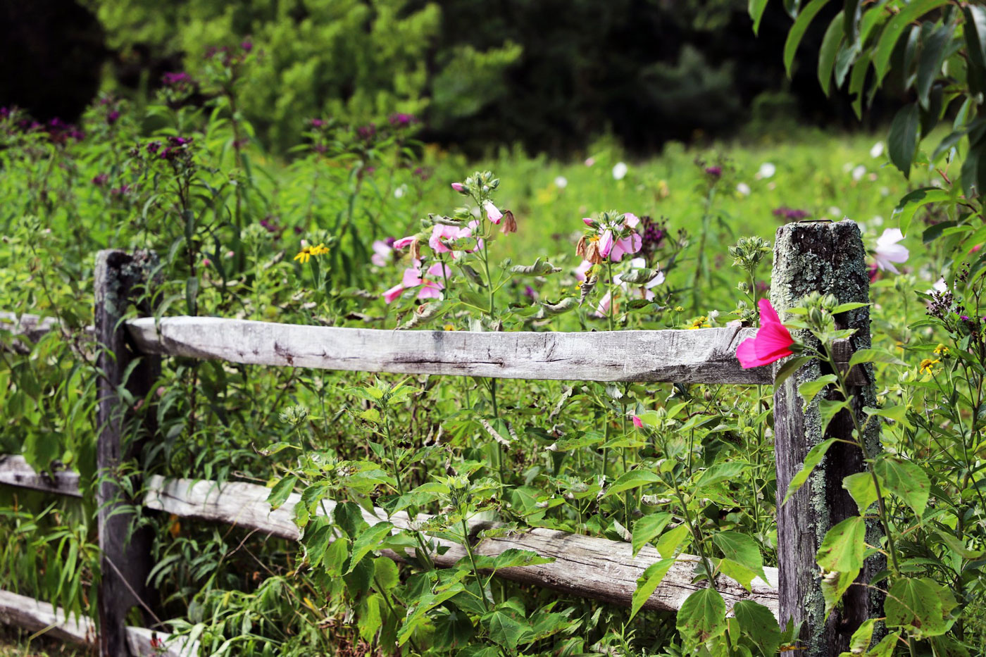 Wildlife flower preserve