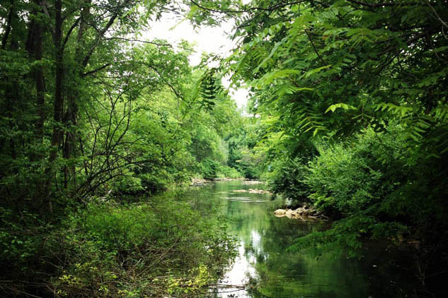 creek in the jungle