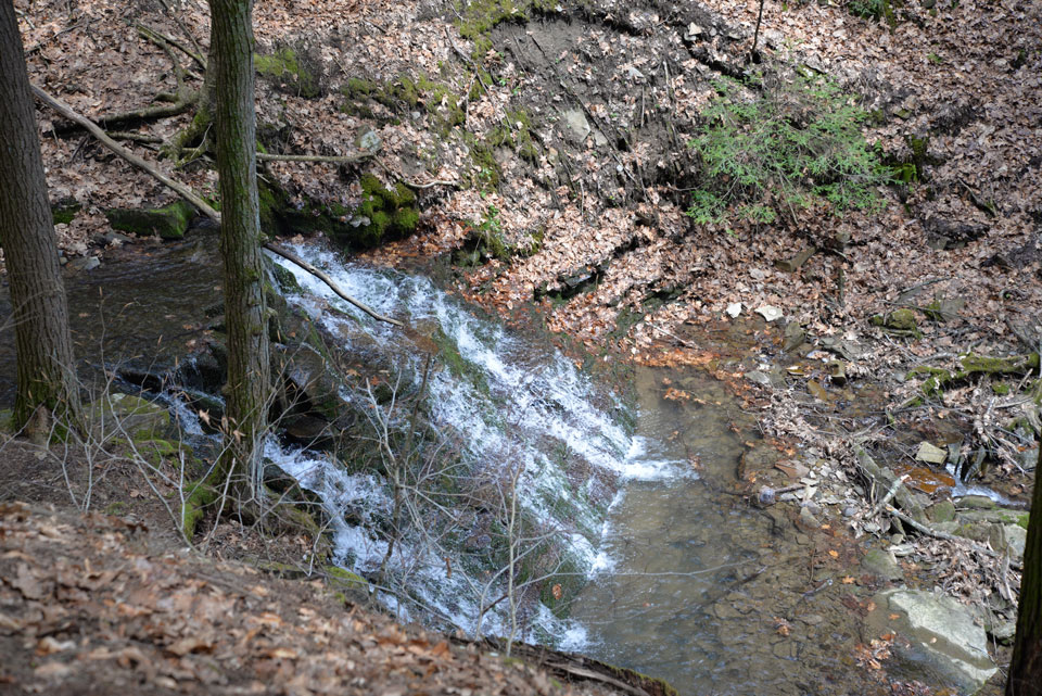 creek flowing thru foliage