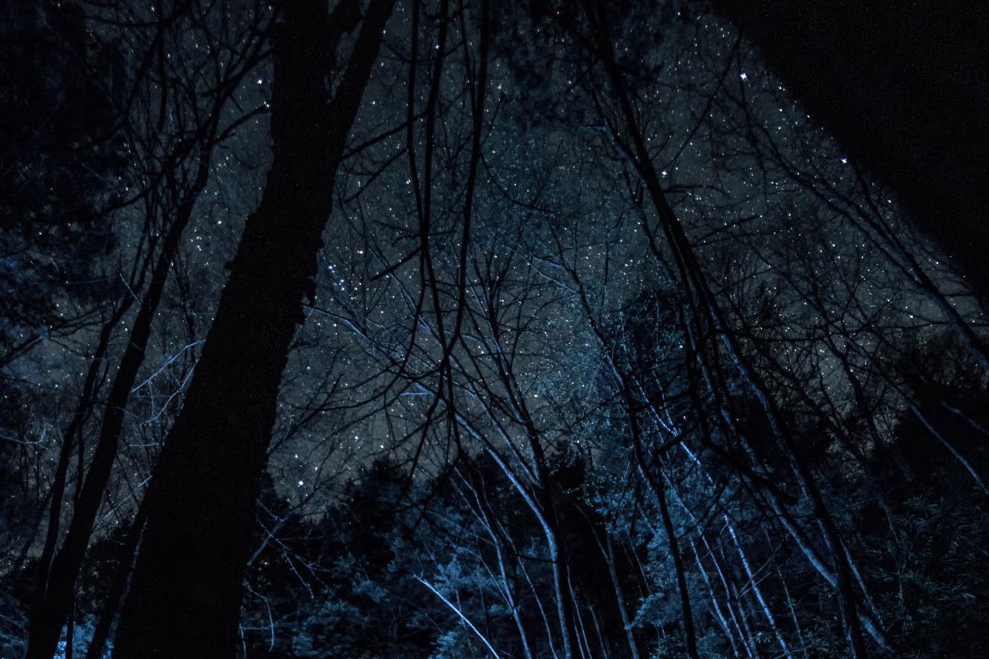 twinkling stars view in the woods