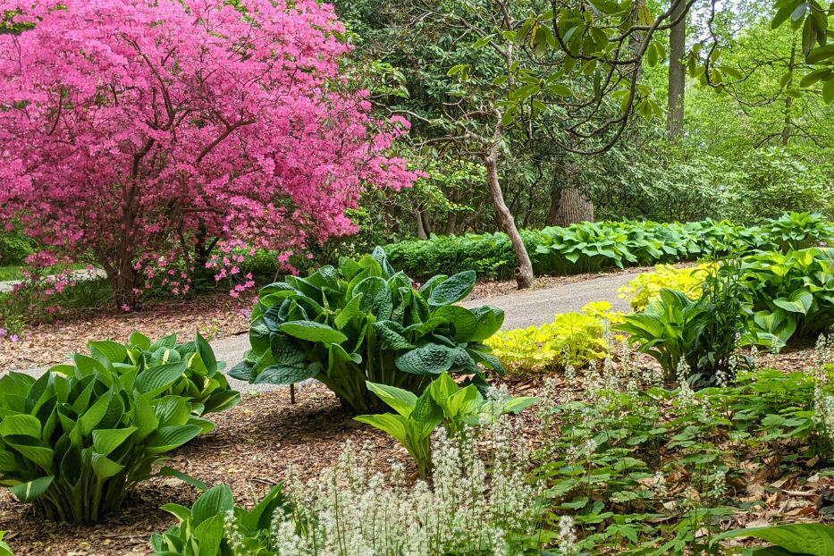garden plants at arboretum
