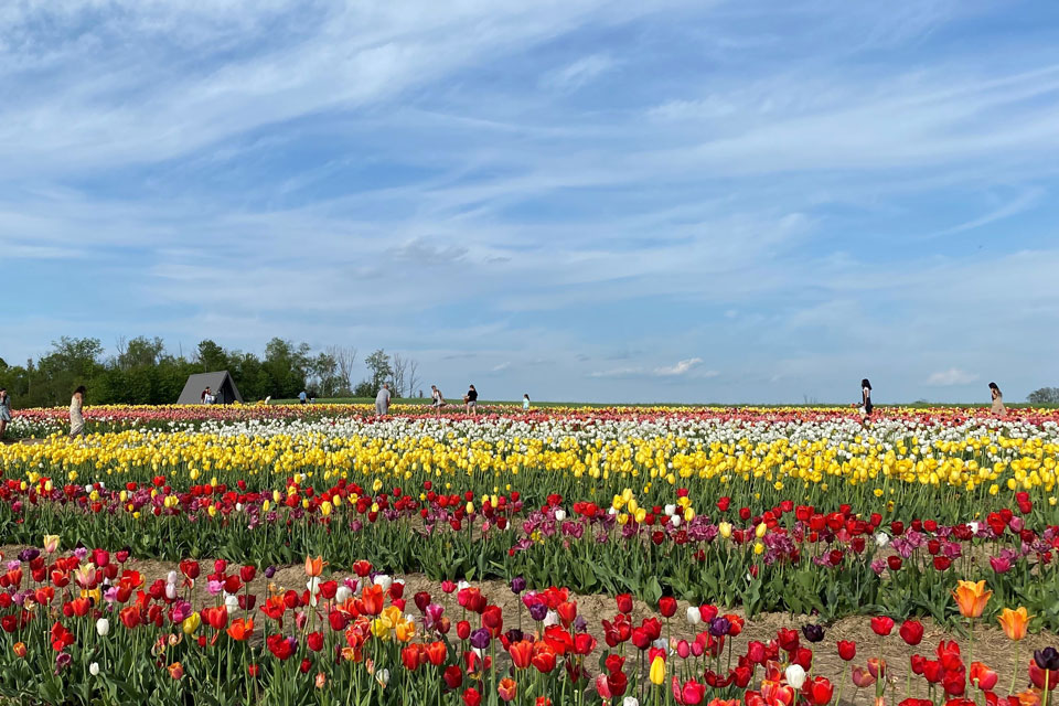 Tulip farm