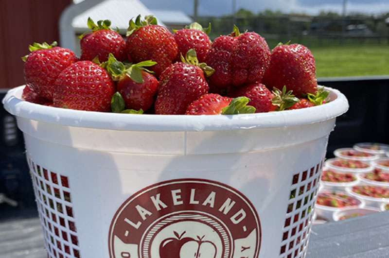 picked strawberry in a basket