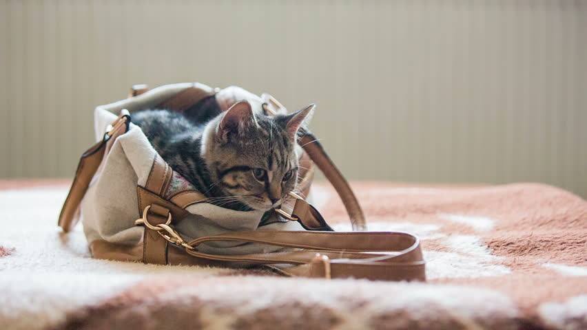 michael kors cat purse