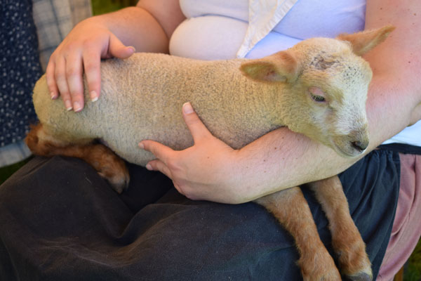 A person holding a baby lamb in hands