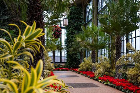 plants inside atrium