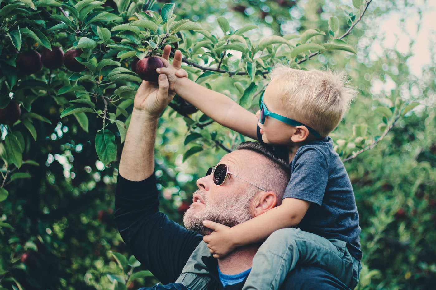 Kid picking an apple from tree sitting on his father shoulder