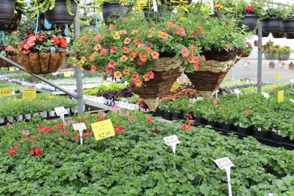 Flower plants inside nursery