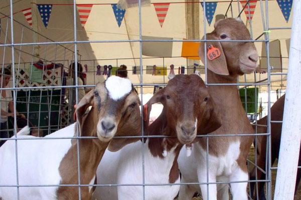 baby goats inside chicken wire