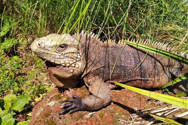 A lizard on the ground