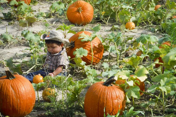Kid with a hat sitting on pumpkin patch