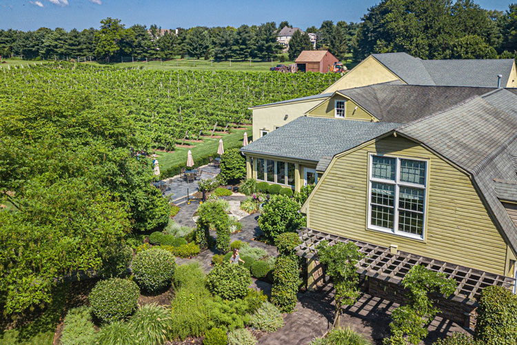 Vineyard around a house