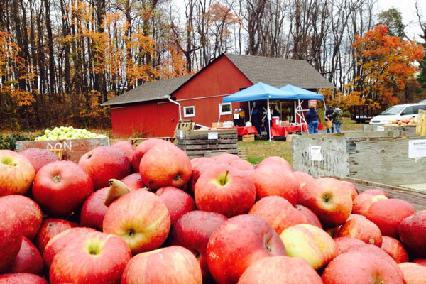 Picked apples in box