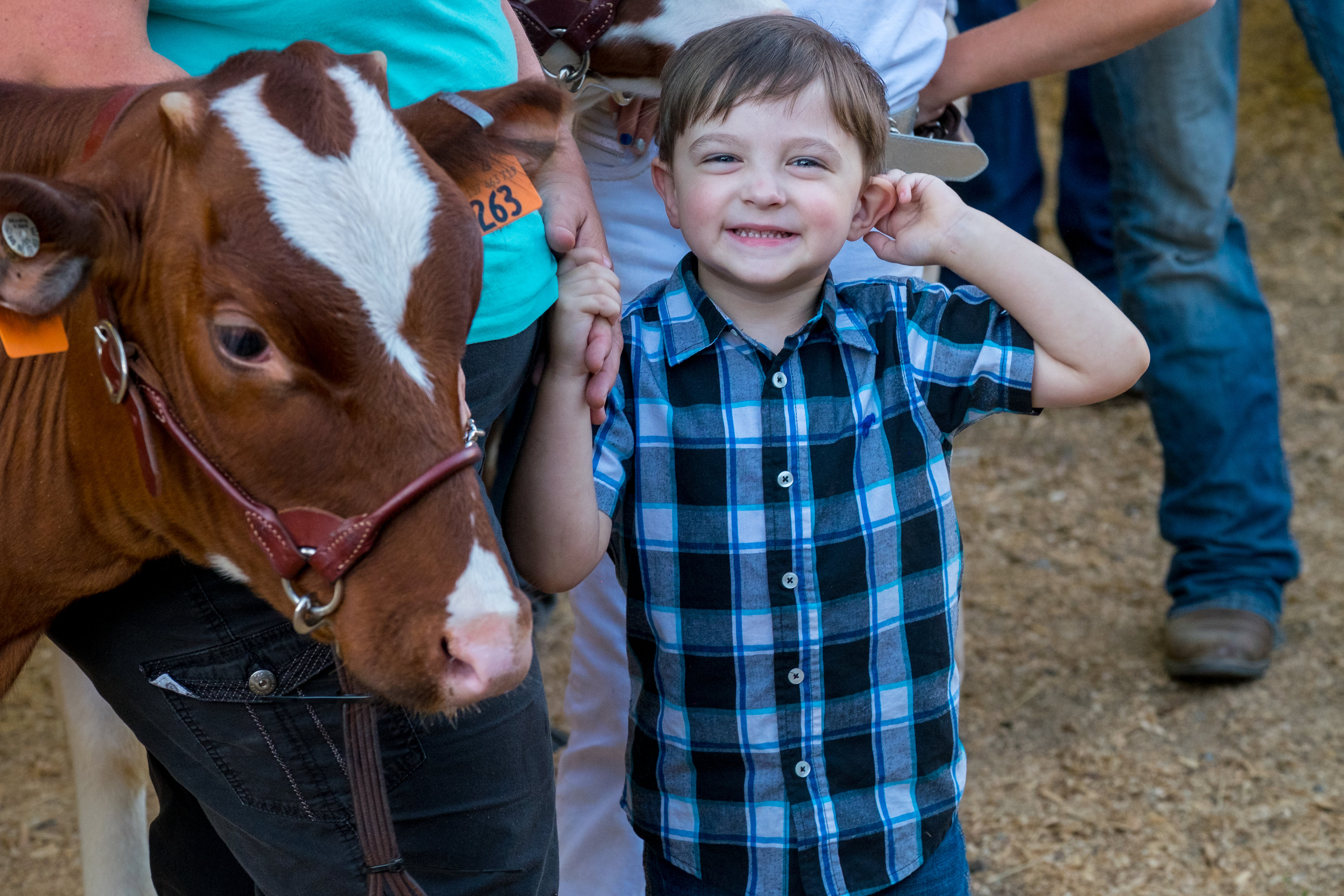little boy next a cow posing for photo