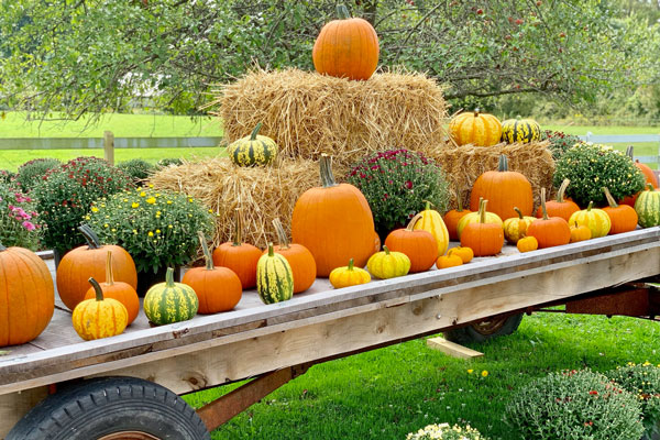 pumpkins place on hayride