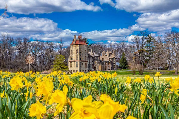 flower in front of Fonthill Castle