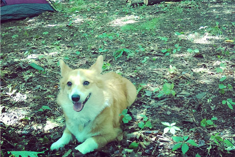 dog