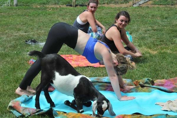 a goat posing along with other ladies at Yoga