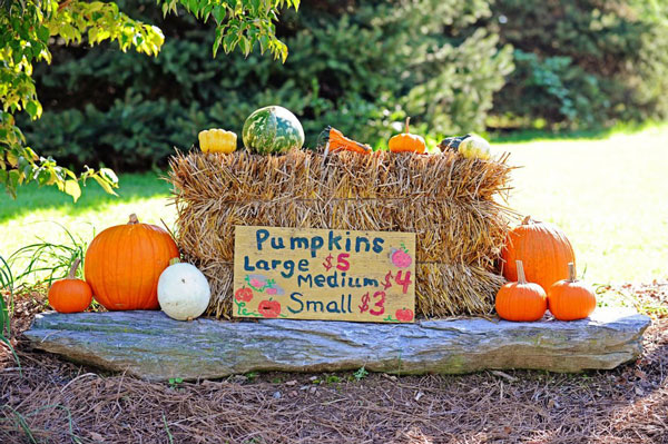 pumpkins placed on hay bundle