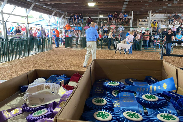 people watching goat auction