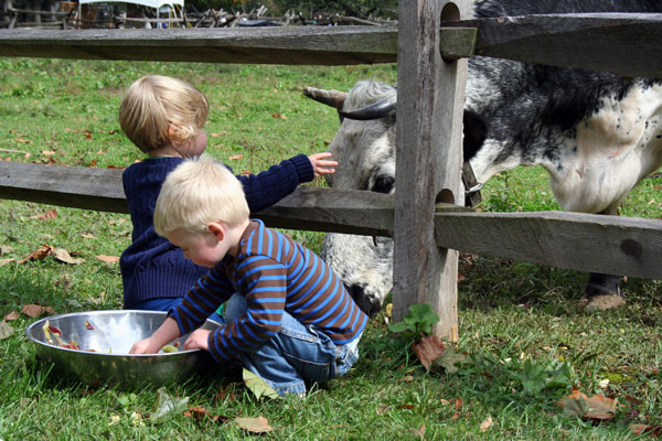 Kids feeding cow on farm