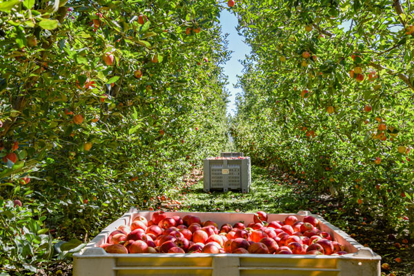 Apples picked in Plastic crate between trees