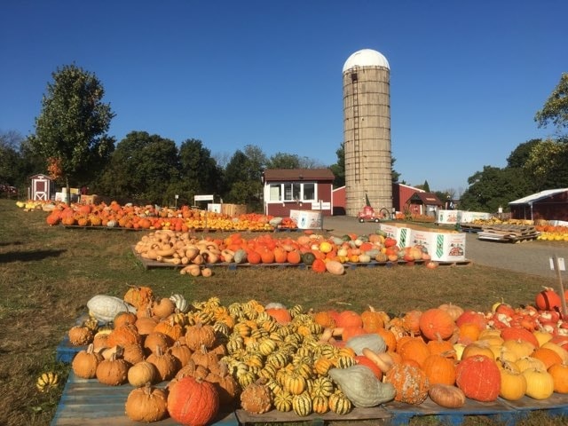pumpkin lots on farm