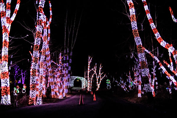 trees with holiday lights