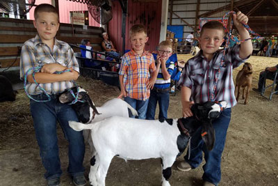 kids leashing goats at fair