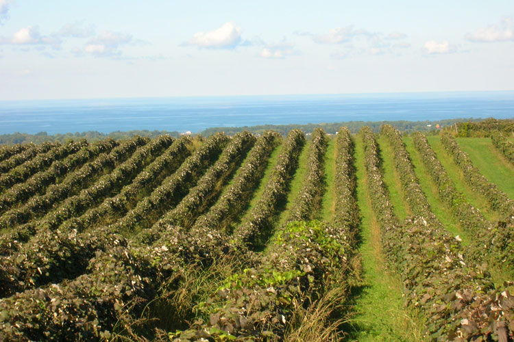Beautiful landscape of winery by Lake Erie