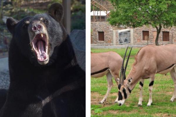 See bears and antelope along the tour