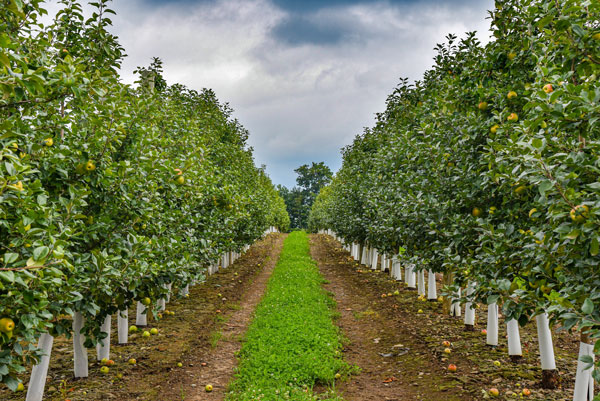 Apple Trees on farm