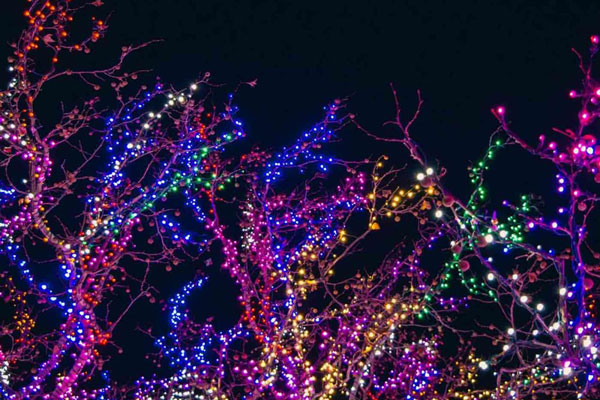 A tree with colorful lights
