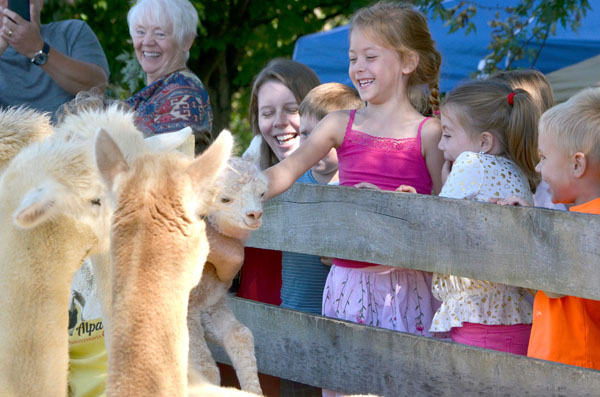 kids playing with Alpacas