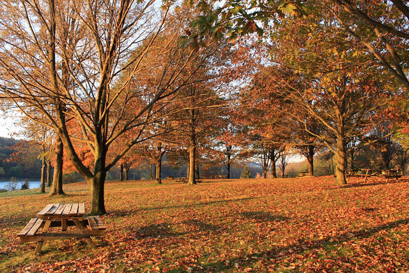 State Park fall