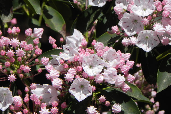 Mountain Laurel flower