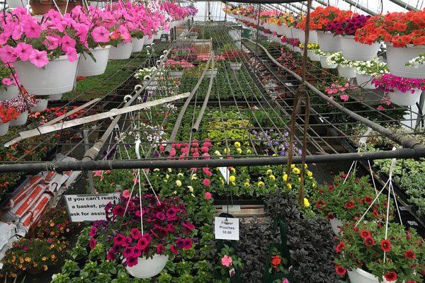 Flower plants inside Nursery