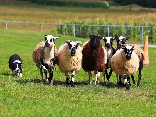 Sheep herd on farm
