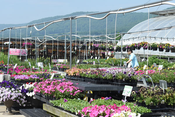 flower plants outside nursery