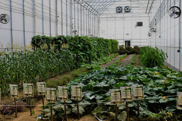 plants inside green house
