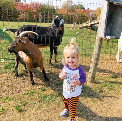 Little girl standing next to goats outside fence