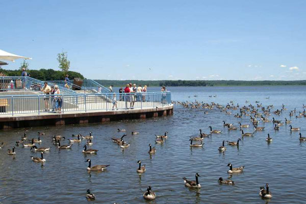 ducks on lake and people standing on deck