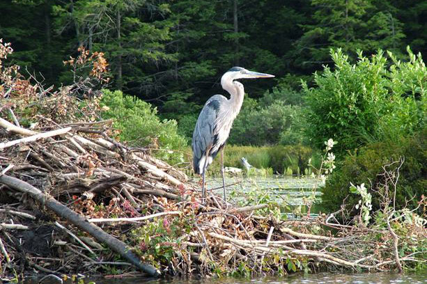 A Crane standing on tree foliage by Creek