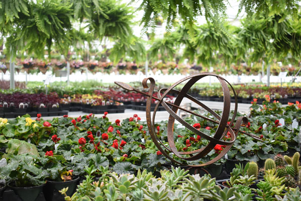plants inside greenhouse