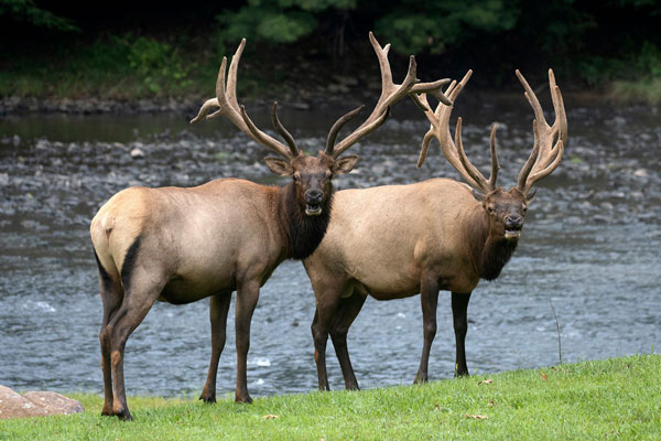 two elks by river