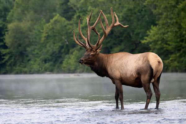 elk standing in water