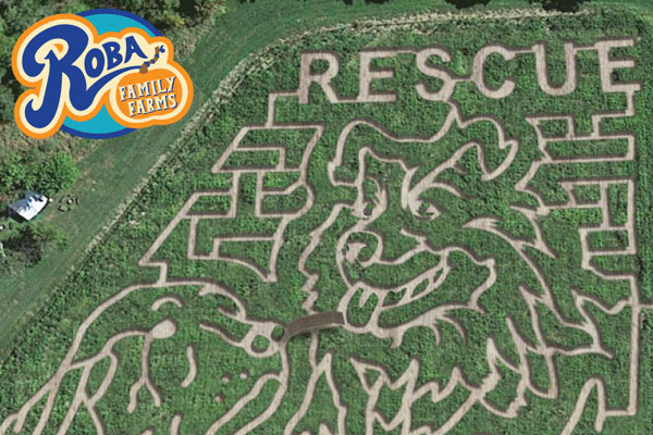 rescue corn maze