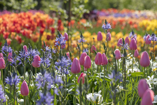 flower blooms in garden