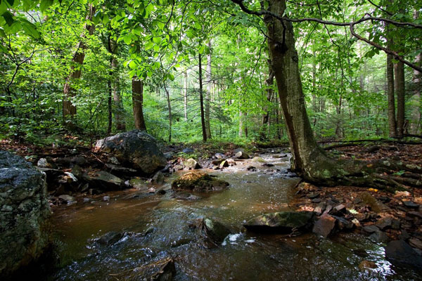 creek in the woods